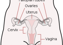How to Check Your Cervix Position for signs of Ovulation