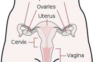 How Cervical Mucus Changes During Your Cycle