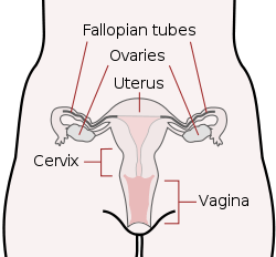female reproductive system scheme