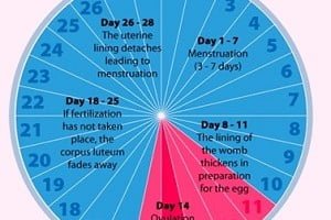 Are Two Menstrual Cycles in One Month Possible