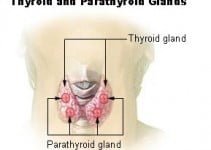 Thyroid and menstrual cycle Thyroid and menstrual cycle