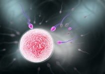 How to improve your chance of getting pregnant How to improve your chance of getting pregnant