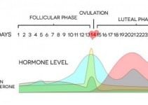 The Menstrual Cycle and calculating it manually The Menstrual Cycle and calculating it manually