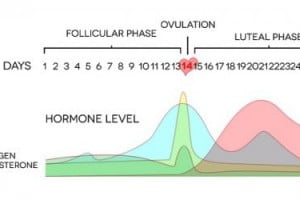 Hormonal changes during menstrual cycle