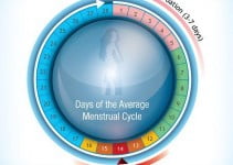 Usual length of a menstrual cycle