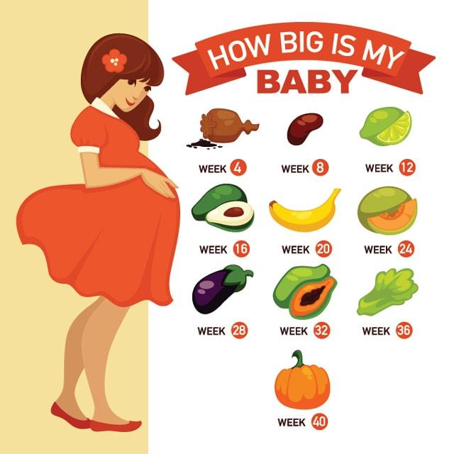 how-big-is-your-baby-month-by-month-baby-growth-and-development