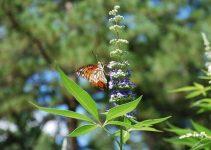 Vitex Guide: Benefits, Side-Effects & Precautions of Using Vitex For PMS or Fertility