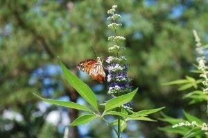 Vitex Guide: Benefits, Side-Effects & Precautions of Using Vitex For PMS or Fertility