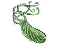 Helicobacter Pylori Effect on Fertility, Pregnancy, and Fetus Helicobacter Pylori Effect on Fertility, Pregnancy, and Fetus