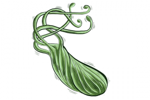 Helicobacter Pylori Effect on Fertility, Pregnancy, and Fetus