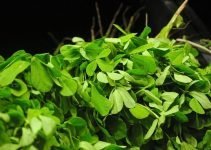 Fenugreek and Pregnancy: How Safe is the Herb? Fenugreek and Pregnancy: How Safe is the Herb?
