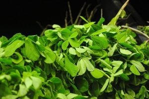 Fenugreek and Pregnancy: How Safe is the Herb?