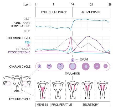 Menstrual Cycle phases