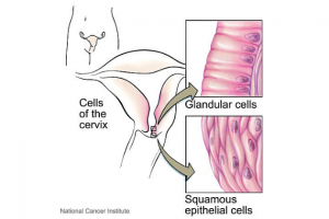 How Should Cervical Mucus Look Like During Pregnancy?