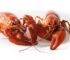 Can You Eat Crawfish While Pregnant?