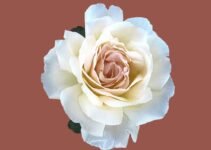 200+ Best Middle Names for Rose 200+ Best Middle Names for Rose