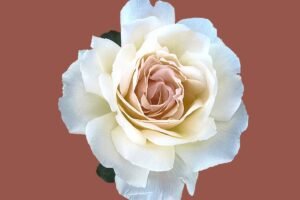 200+ Best Middle Names for Rose