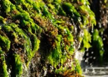Can You Take Sea Moss While Pregnant? Can You Take Sea Moss While Pregnant?