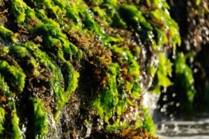 Can You Take Sea Moss While Pregnant?